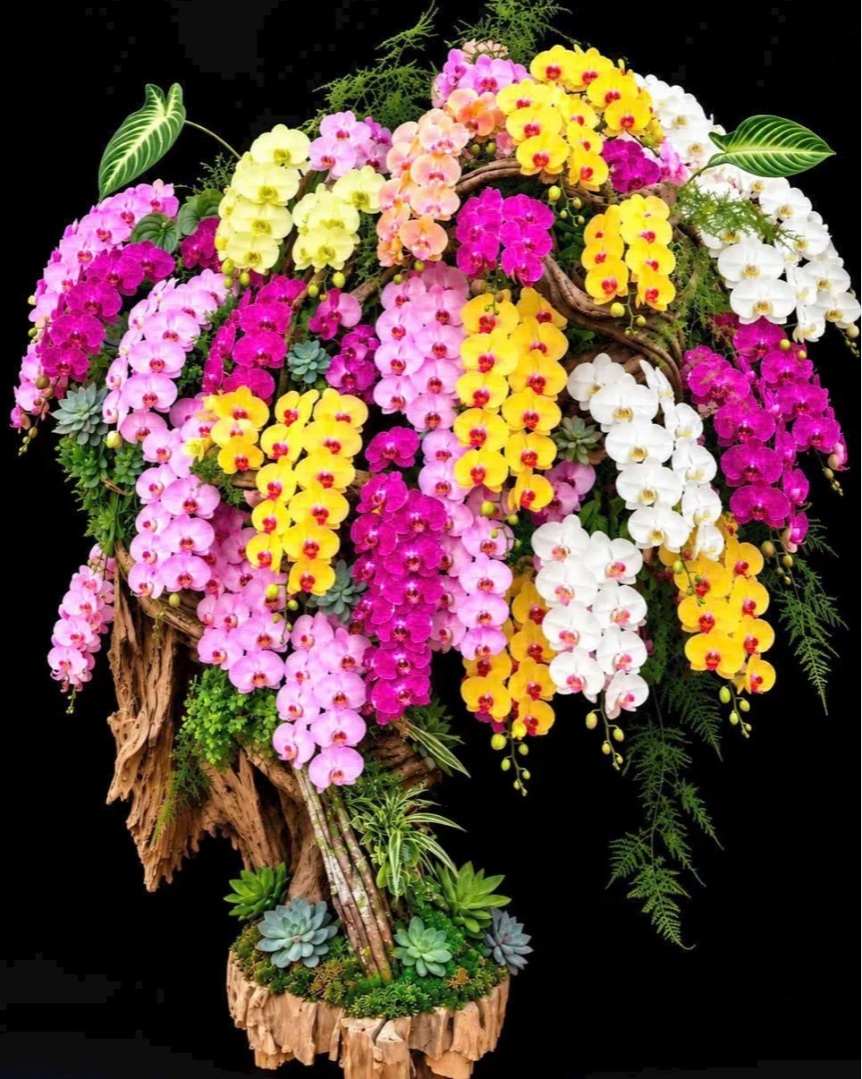 Ảnh thực tế